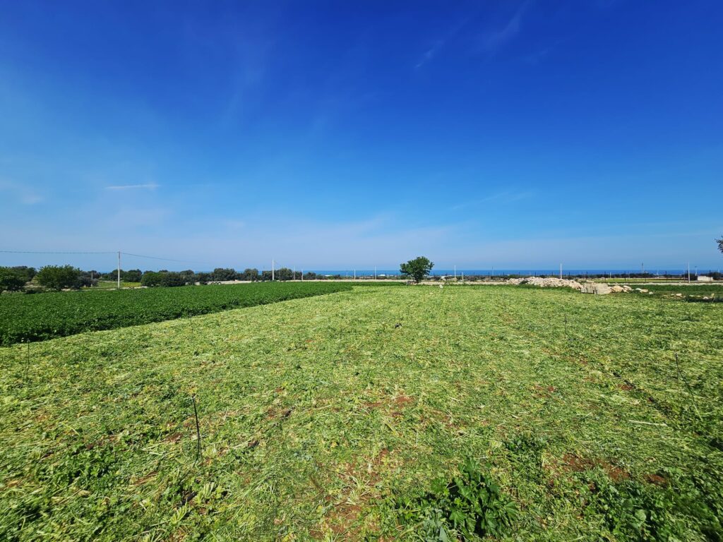 POLIGNANO IMMOBILIARE